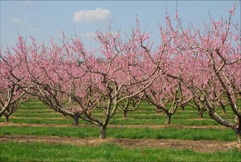 Peach Blossom Festival